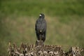 Great black-hawk, Buteogallus urubitinga