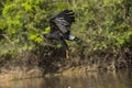 Great Black Hawk Flying over River, Profile