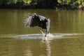 Great Black Hawk Grabbing Fish in River Royalty Free Stock Photo