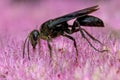 Great Black Digger Wasp - Sphex pensylvanicus Royalty Free Stock Photo