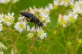 Great Black Digger Wasp - Sphex pensylvanicus Royalty Free Stock Photo