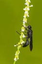 Great Black Digger Wasp - Sphex pensylvanicus Royalty Free Stock Photo