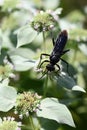 Great Black Wasp On Mountain Mint