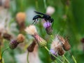 Great Black Wasp Sipping Nectar Royalty Free Stock Photo