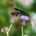 Great Black Wasp Sipping Nectar Royalty Free Stock Photo