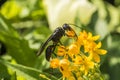 Great Black Wasp -- Sphex pennsylvanicus Royalty Free Stock Photo