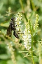 Great Black Digger Wasp - Sphex pensylvanicus Royalty Free Stock Photo