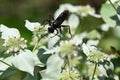 Great Black Wasp On Mountain Mint
