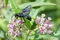 Great Black Wasp