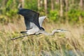 Great blue egret bird flying Everglades floor Royalty Free Stock Photo