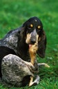 Great Blue Gascony Hound, Adult Dog Licking Paw Royalty Free Stock Photo