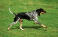 Great Blue Gascony Hound, Male Dog running on Grass Royalty Free Stock Photo