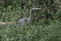 Great blue heron Ardea herodias, 20. Royalty Free Stock Photo