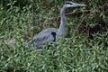 Great blue heron Ardea herodias, 23. Royalty Free Stock Photo