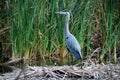 Great Blue Heron