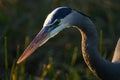 Great blue heron Royalty Free Stock Photo