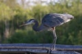 Great blue heron Royalty Free Stock Photo