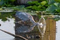 A Hunting Great Blue Heron close up diving in for a catch Royalty Free Stock Photo