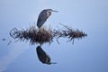 Great blue heron