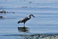 Great blue heron Royalty Free Stock Photo