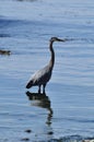 Great blue heron Royalty Free Stock Photo