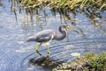 Great blue heron Royalty Free Stock Photo