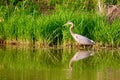 Great blue heron Royalty Free Stock Photo