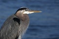 Great Blue Heron Royalty Free Stock Photo