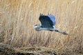 Great Blue Heron Royalty Free Stock Photo