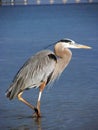Great Blue Heron Royalty Free Stock Photo