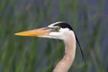 Great Blue Heron Royalty Free Stock Photo