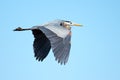 Great Blue Heron Royalty Free Stock Photo