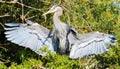 Great Blue Heron Royalty Free Stock Photo
