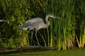 Great Blue Heron Royalty Free Stock Photo