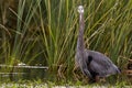 Great blue heron Royalty Free Stock Photo