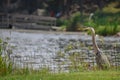 Great blue heron with dock in the background Royalty Free Stock Photo