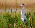 Great Blue Heron Royalty Free Stock Photo