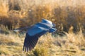 Great blue heron Royalty Free Stock Photo