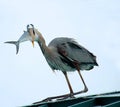 Great Blue Heron Royalty Free Stock Photo