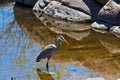 Great Blue Heron Royalty Free Stock Photo