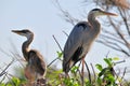 Great blue heron adult & chick in nest Royalty Free Stock Photo