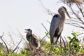 Great blue heron adult & chick shouting in nest Royalty Free Stock Photo