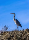 Great blue heron against a blue sky Royalty Free Stock Photo