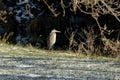 Great Blue Heron Against a Wintry backdrop watching lake