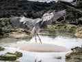 A great blue heron alights in the Galapagos Islands Royalty Free Stock Photo