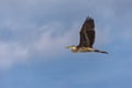 The great blue heron ( Ardea cinerea ) Royalty Free Stock Photo
