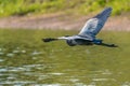 Great Blue Heron Ardea cinerea Royalty Free Stock Photo