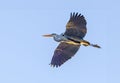 Great Blue Heron, Ardea cinerea, flying from right to left with wings outstretched