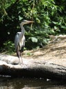 Great blue heron ardea cinerea Royalty Free Stock Photo