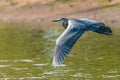 Great Blue Heron Ardea cinerea Royalty Free Stock Photo